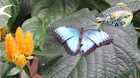 Butterfly conservatory deerfield
